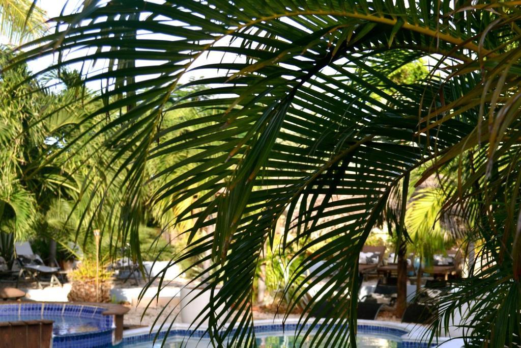 Bananas Apartments Adults Only Palm Beach Eksteriør bilde